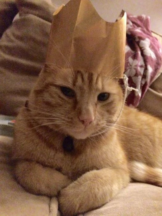 39sammy39 lost cat