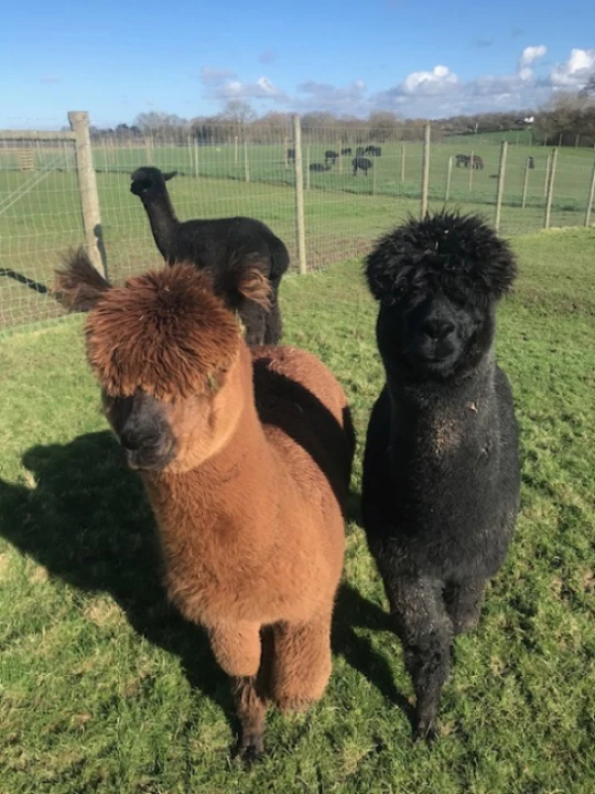alpaccas
