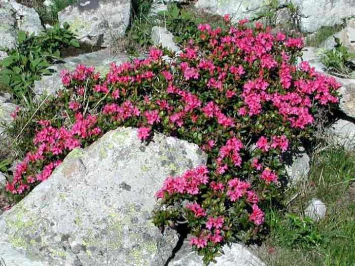 alpine plants