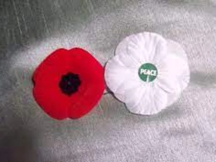 amc poppies 2