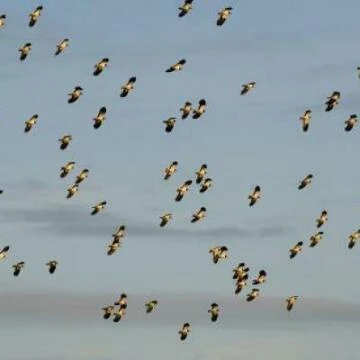 andrewparkinsonflockoflapwingvanellusvanellusinflightturningtogetherineveninglightnorfolkuk