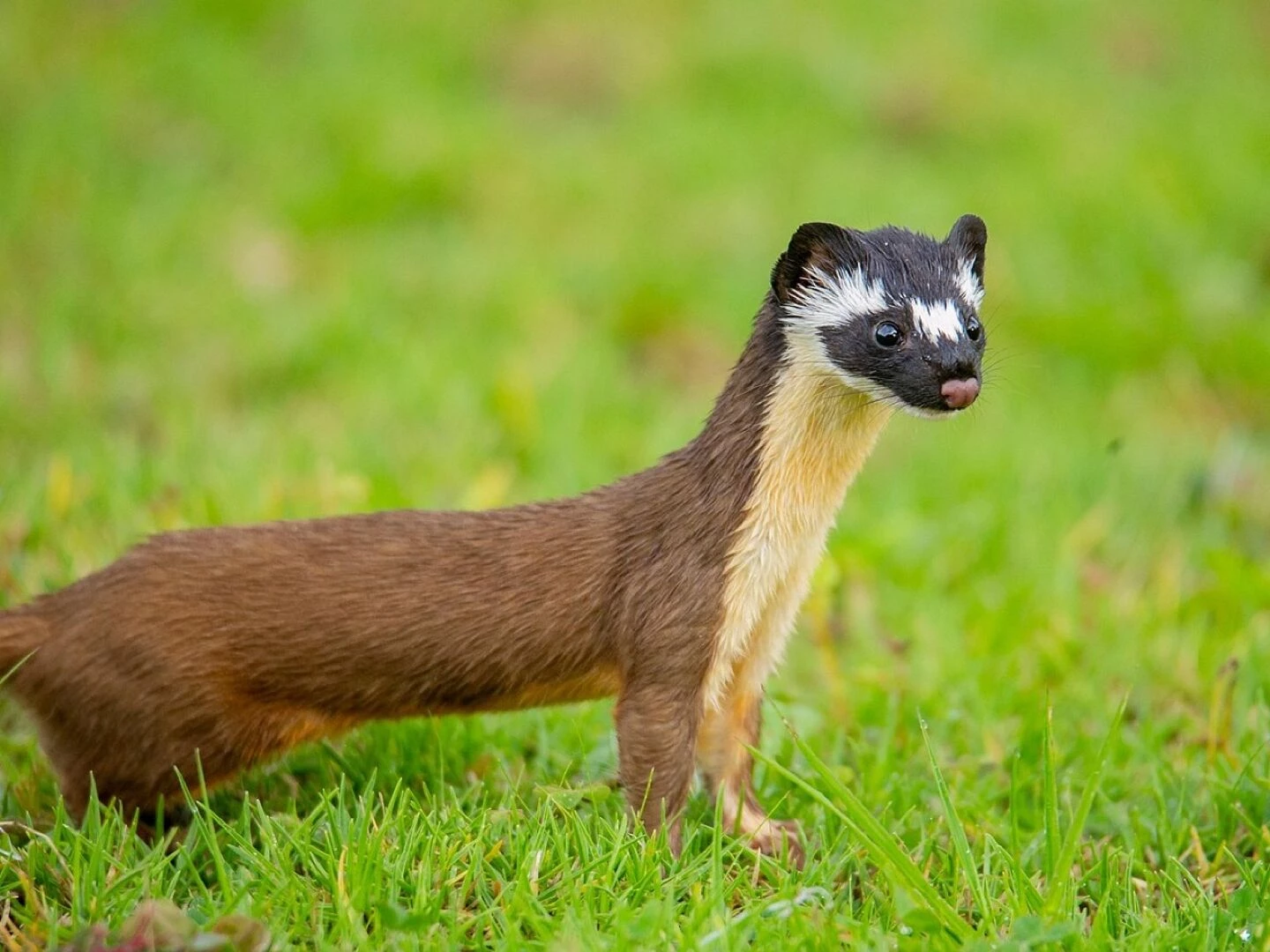 animals weasel mammal mustelid carnivorous predator nature weasel weasel weasel weasel weasel