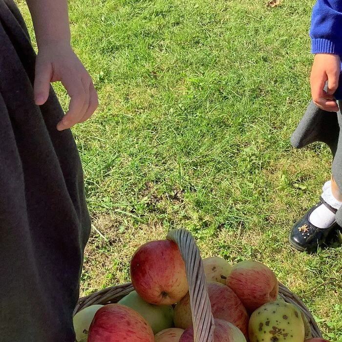 apple picking