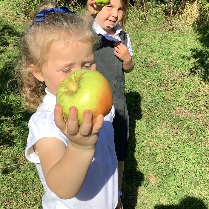 apple pocking