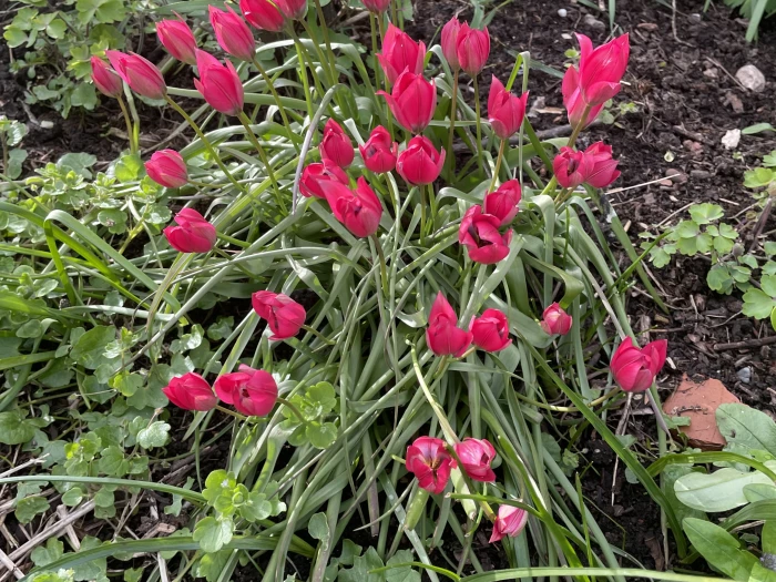 april garden