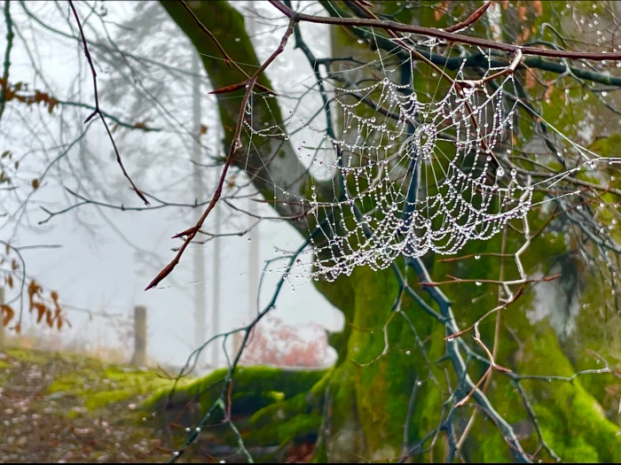 autumn cobweb