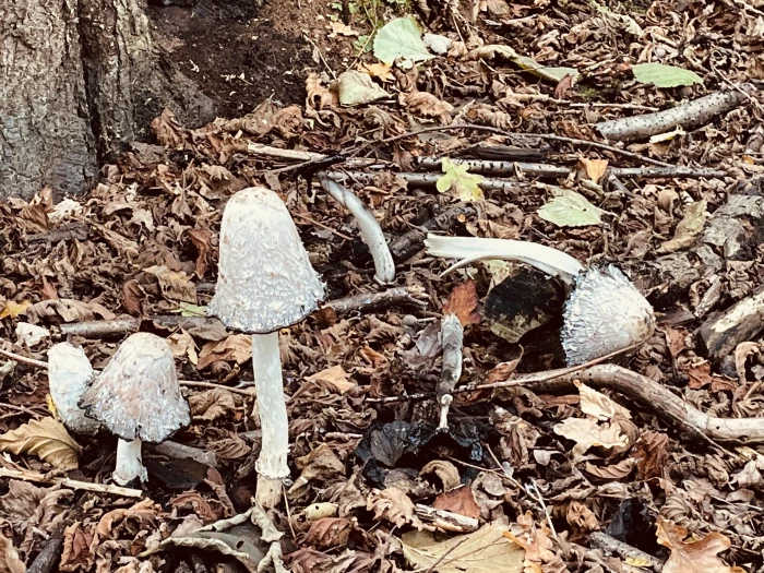 autumn toadstools
