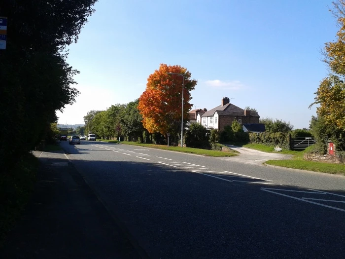 autumn trees 1