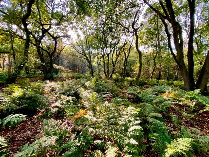 autumnal image 1