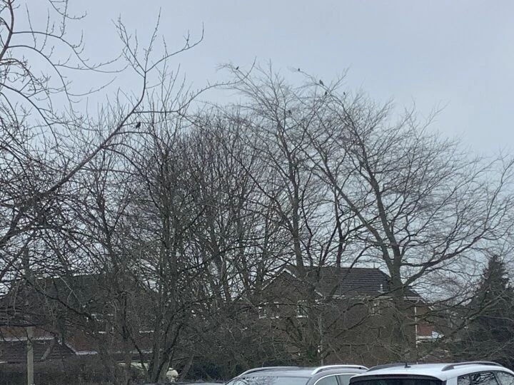 b1