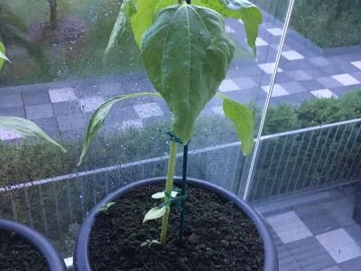 balcony sunflowers 3