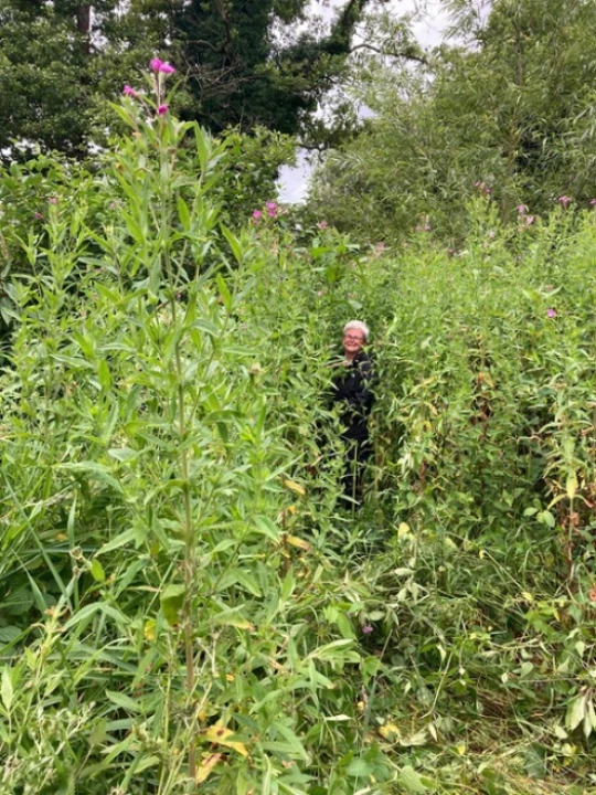 balsam