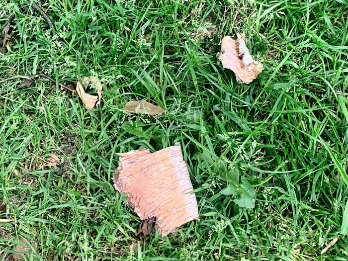 bark stripped