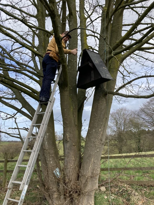 barn owl box