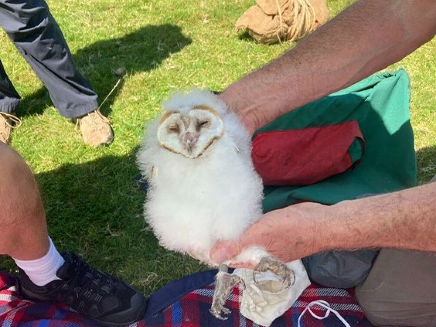 barn owl