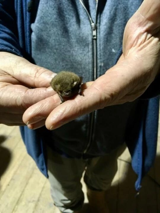 bat