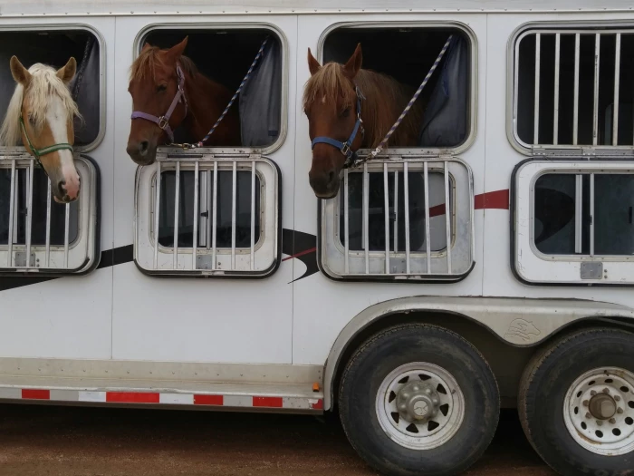 bbss equestrianimage