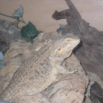 bearded dragon