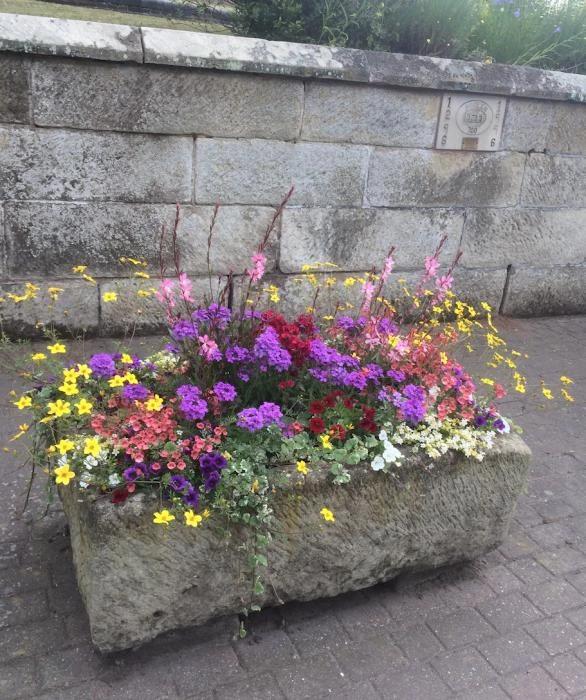 bedding flowers