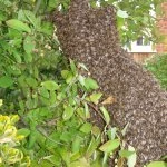 bee swarm02