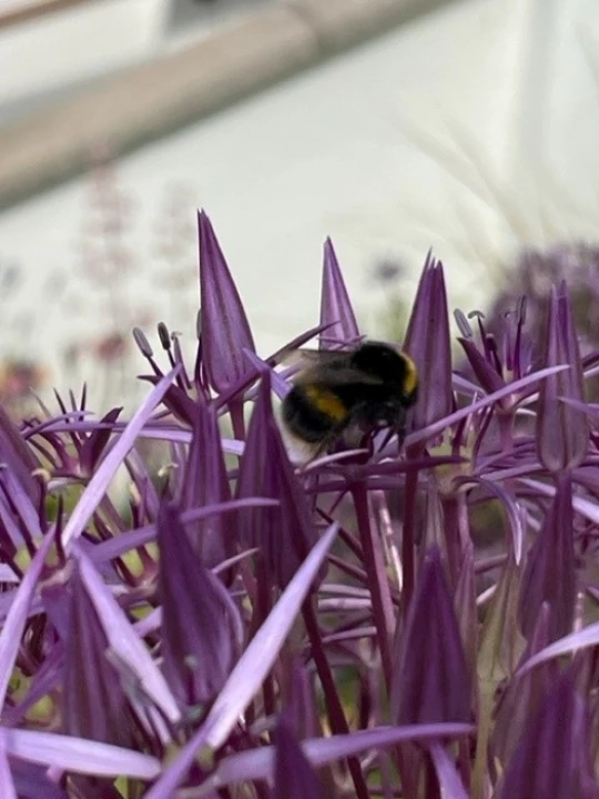 bee