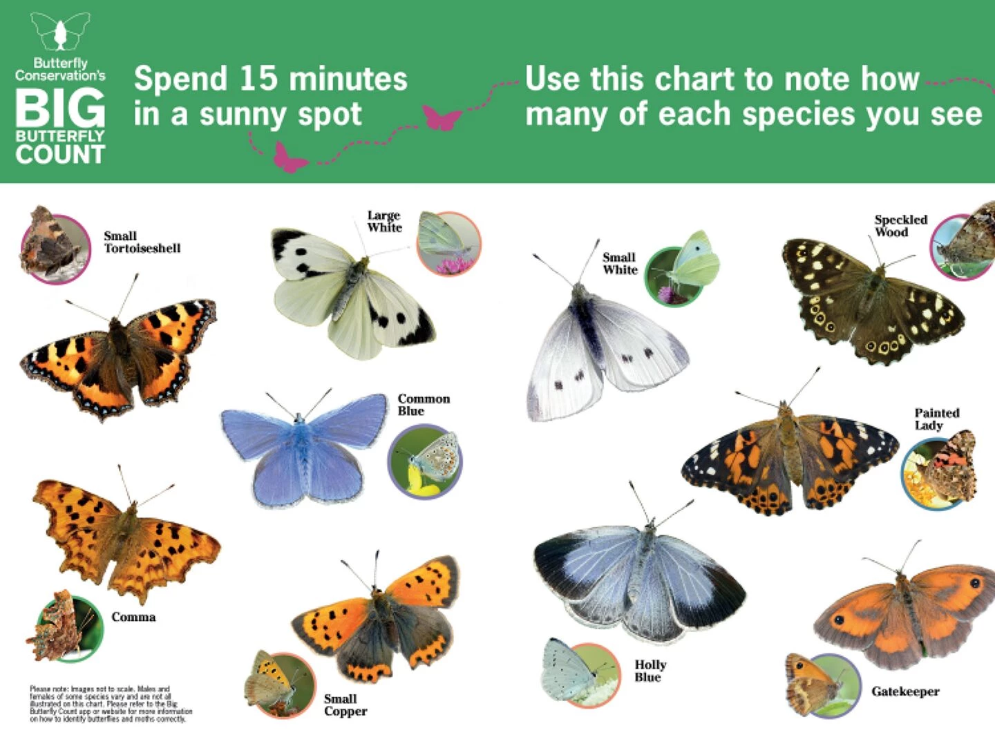 big butterfly count p1