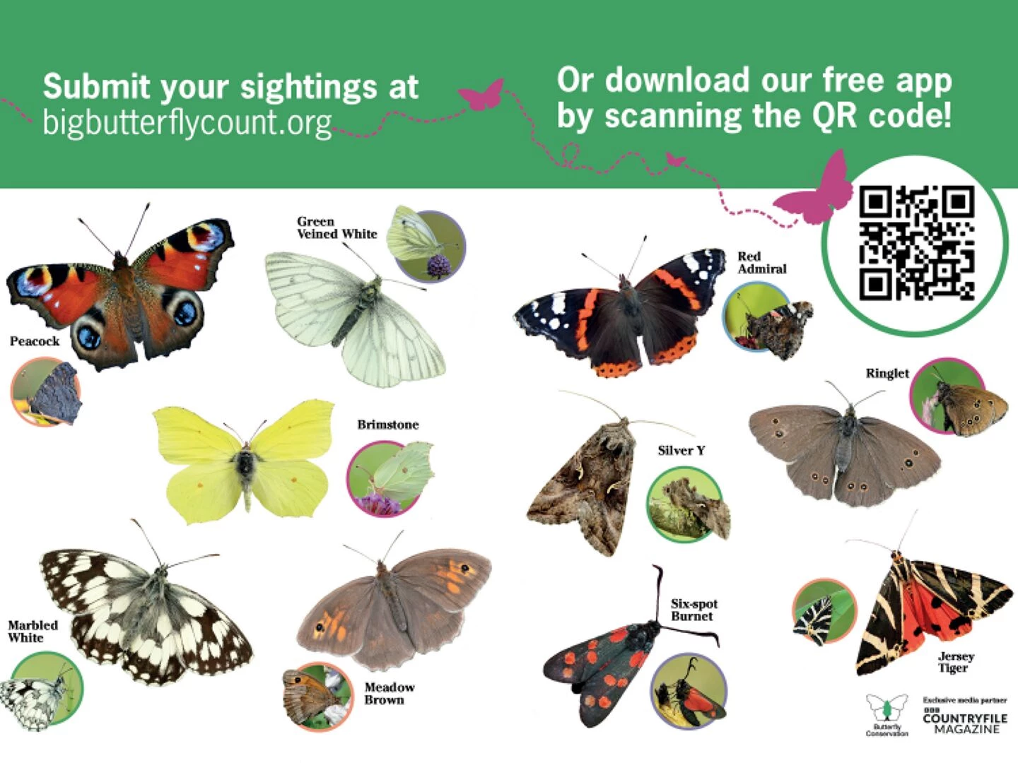 big butterfly count p2