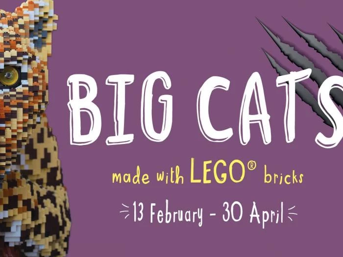big cats 1