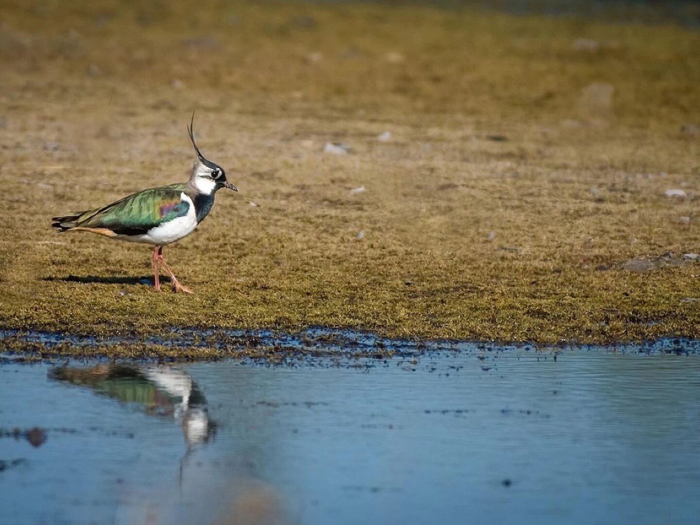 bird lapwing colourful water nature fauna lapwing lapwing lapwing lapwing lapwing