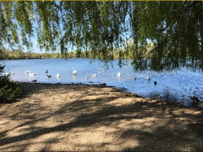 birds on lake