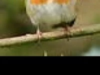 birds robin