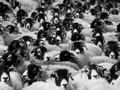 black-and-white-photo-of-sheep