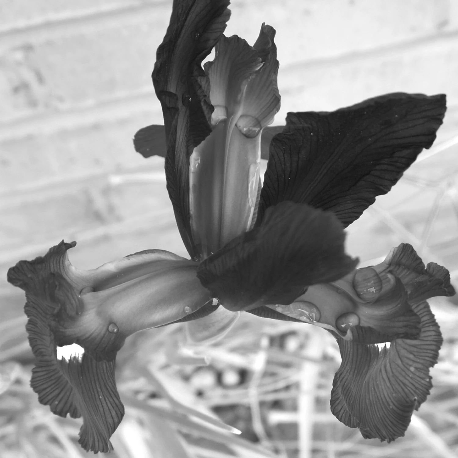black iris