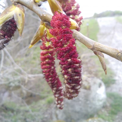 black poplar male catkins