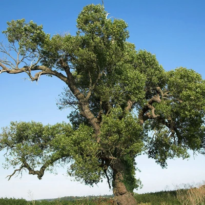 black poplar tree