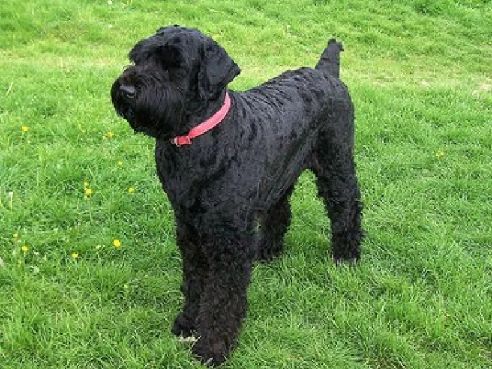 black terrier dog