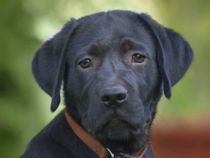 blacklabpuppy