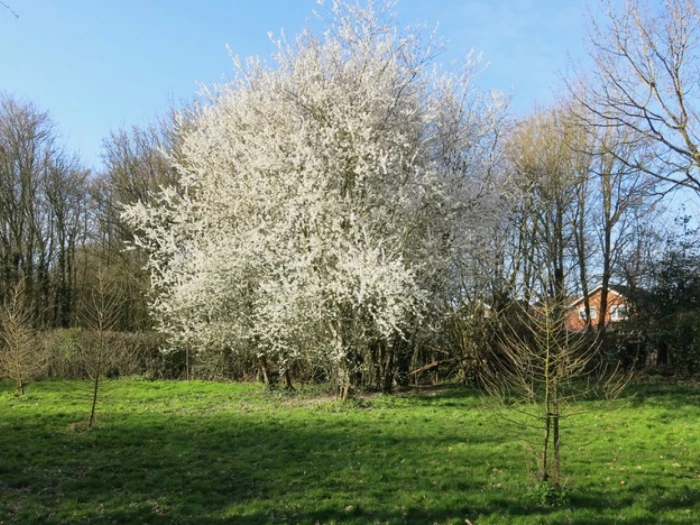 blackthorn in blossom
