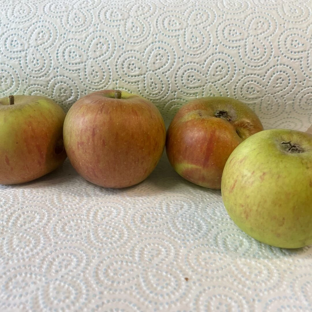 blenheim orange2