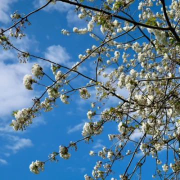 blossom