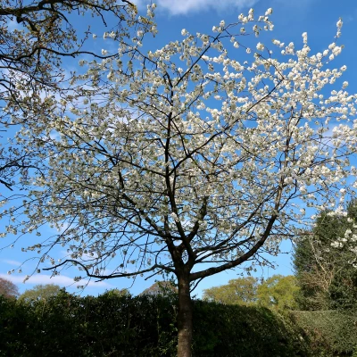 blossom-tree-2