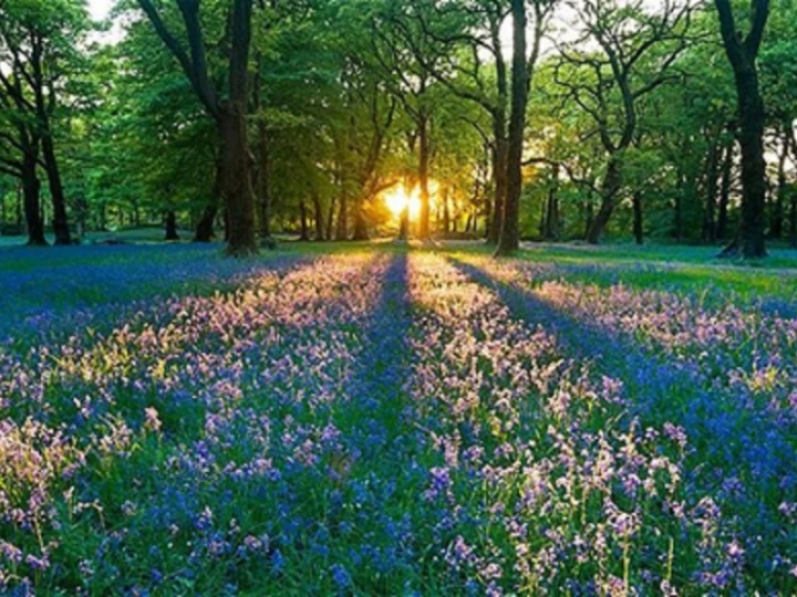 bluebells