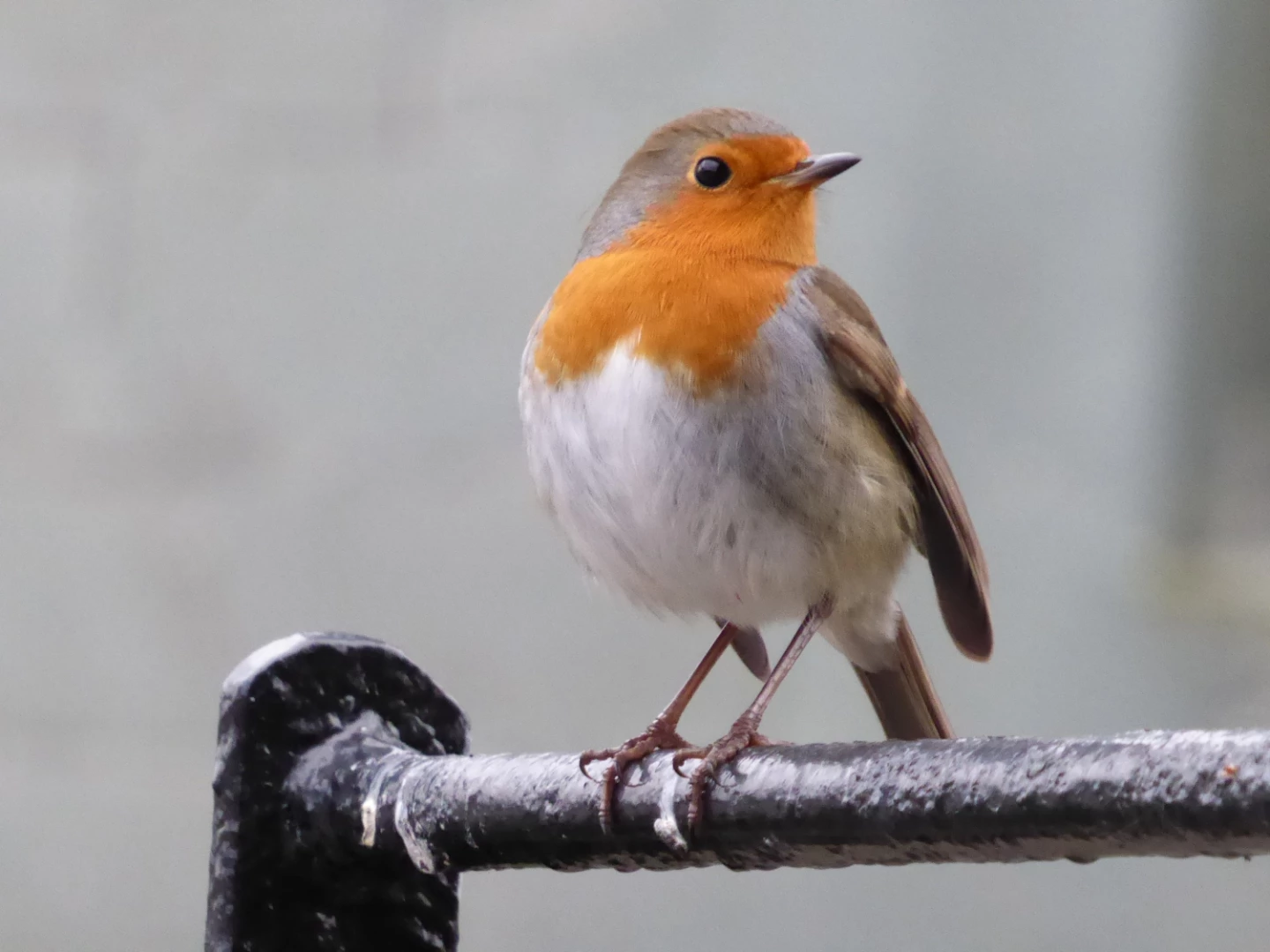 Robin in November