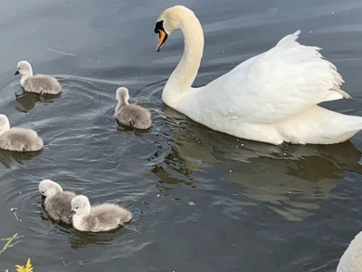 Walton swan family
