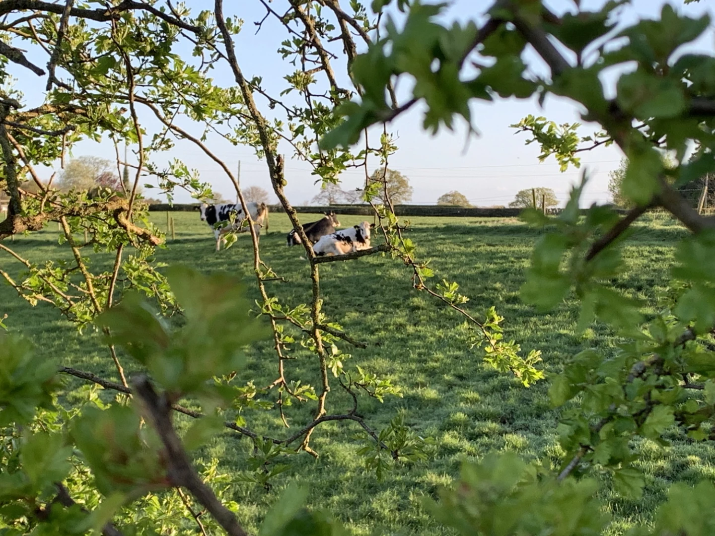 Foxes Bank 10