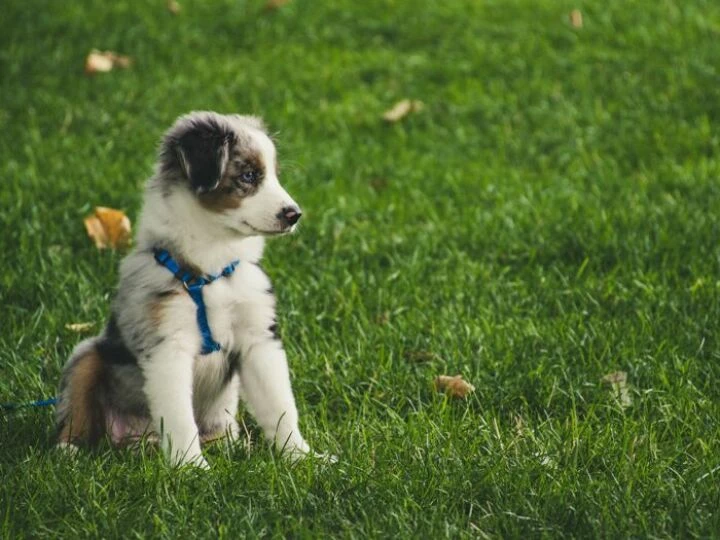 White and Gray Australian Shepherd Puppy Sitting on Grass Field