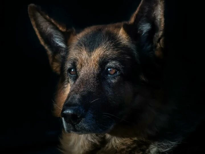 Close-up of a German Shepherd dog in dramatic lighting, highlighting its features.