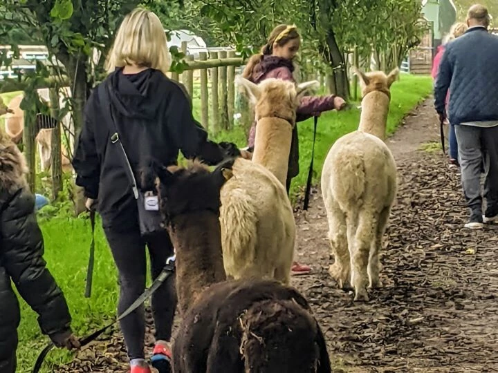 Alpaca Walk Talk 4