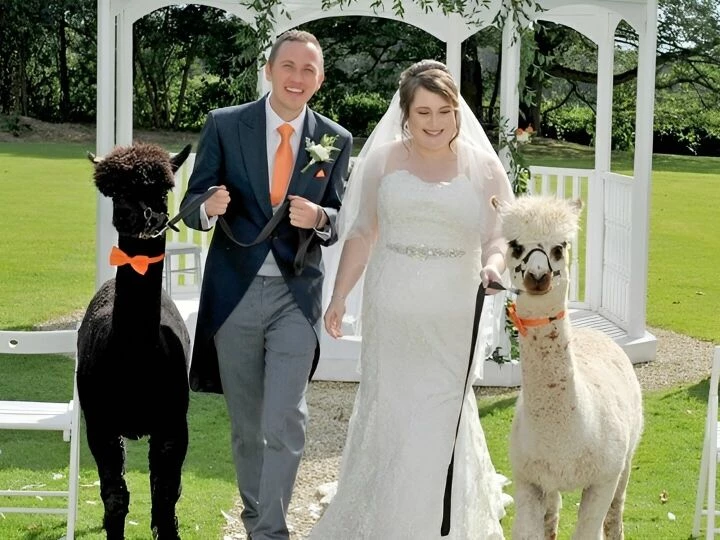 Alpaca Wedding Hire Uk 6