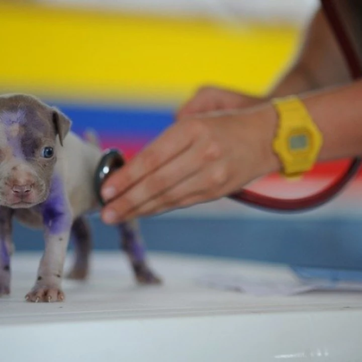 puppy being examined
